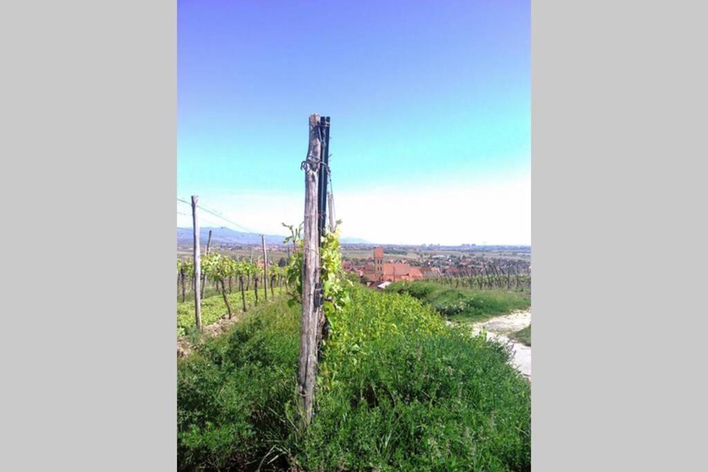 Gite A Eguisheim Proche De Colmar Et Kaysergberg. Екстериор снимка